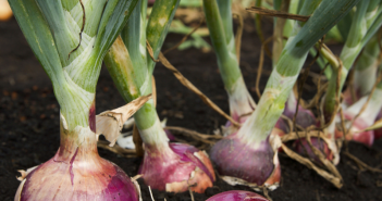 Beginners Guide: How to Start Vegetables Garden? bulb-ous plants