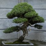 Bonsai for front yard landscaping