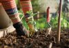 Fertilizer For Garden
