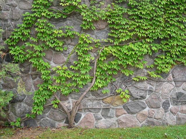 IVY Creepers For Backyard