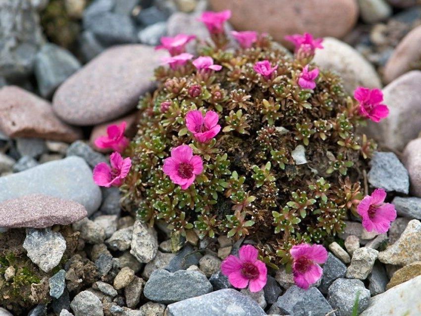 Low-growing varieties of flowers