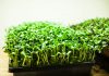 Micro Greens