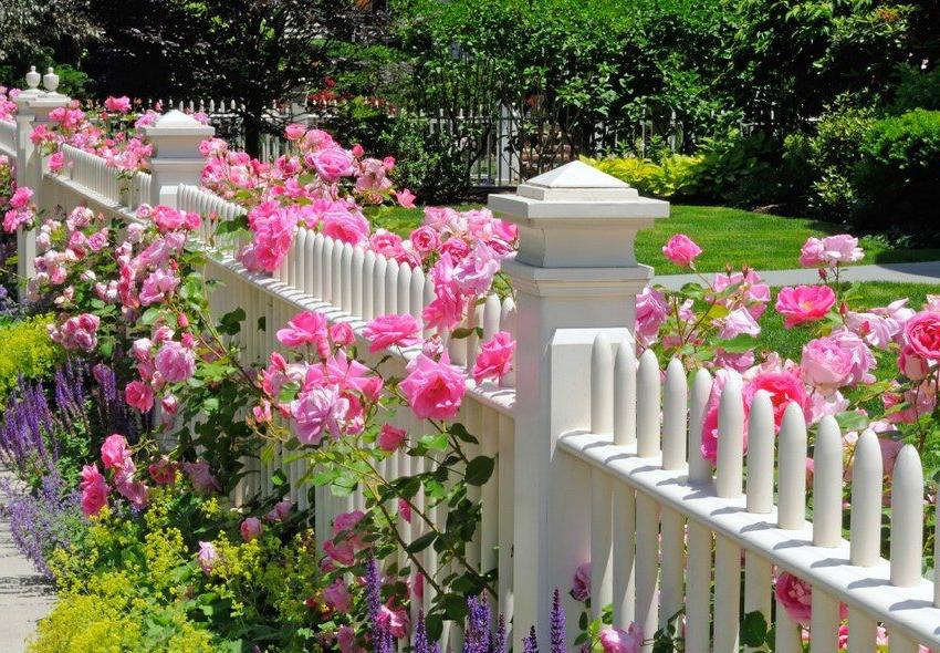 Mixborders of flowers decorating with fence