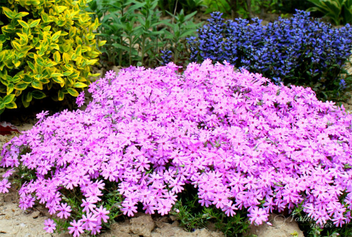 Moss Phlox Garden Design.