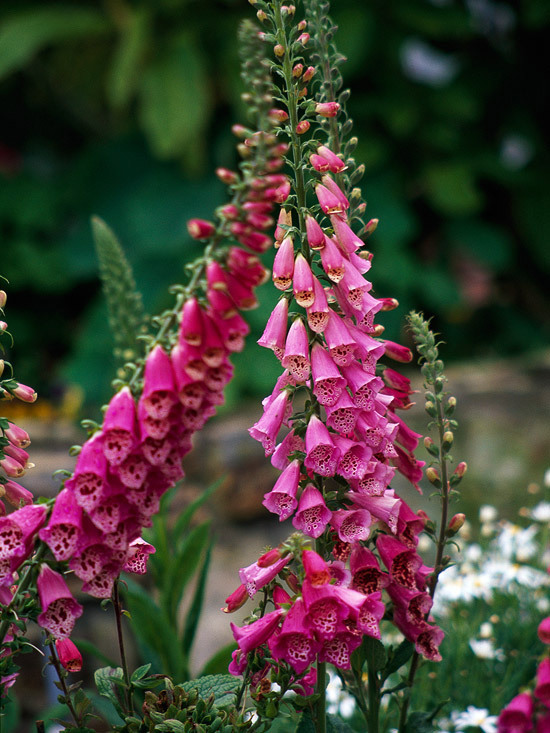 Pink Flower For Cottage Garden