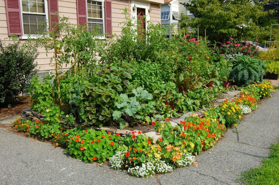 Veg Garden Landscaping Ideas