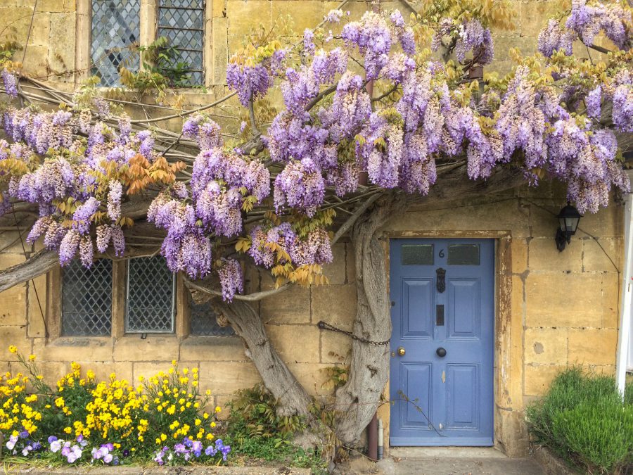 Wisteria Salks