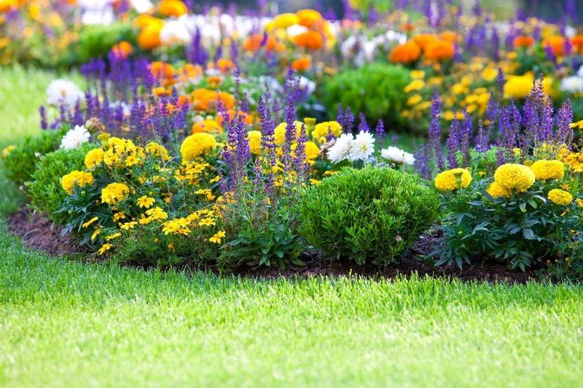flowerbed combines different types of flowers