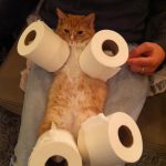 toilet paper roll holders