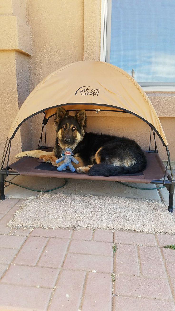 Canopy Pet Bed ideas