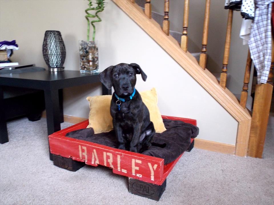 black and red pallet dog bed