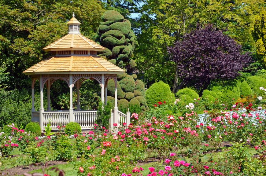 Gazebo in classical style on a background of a lawn of bush roses