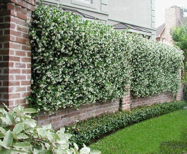 Brick fence decorated with jasmine bushes