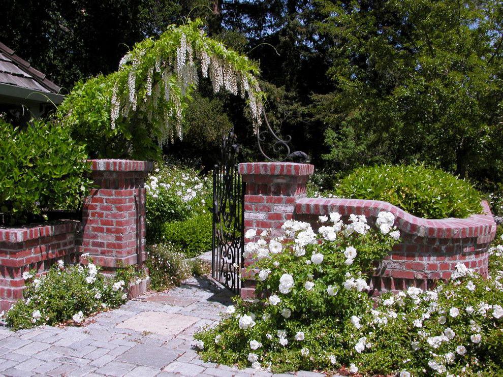Fence made of bricks can serve as a support for climbing plants