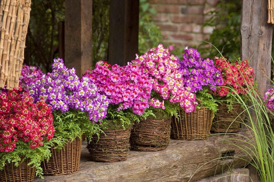 best balcony garden plants