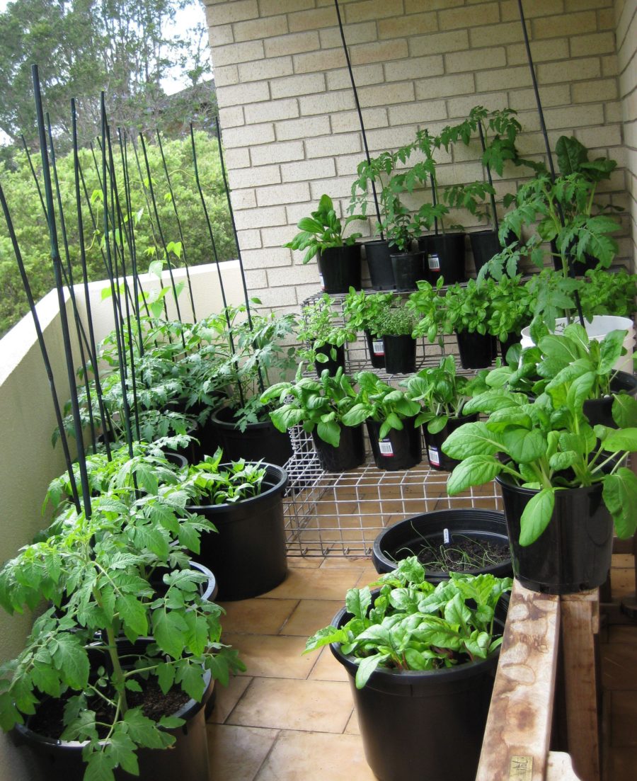 captivating winsome balcony vegetable garden ideas