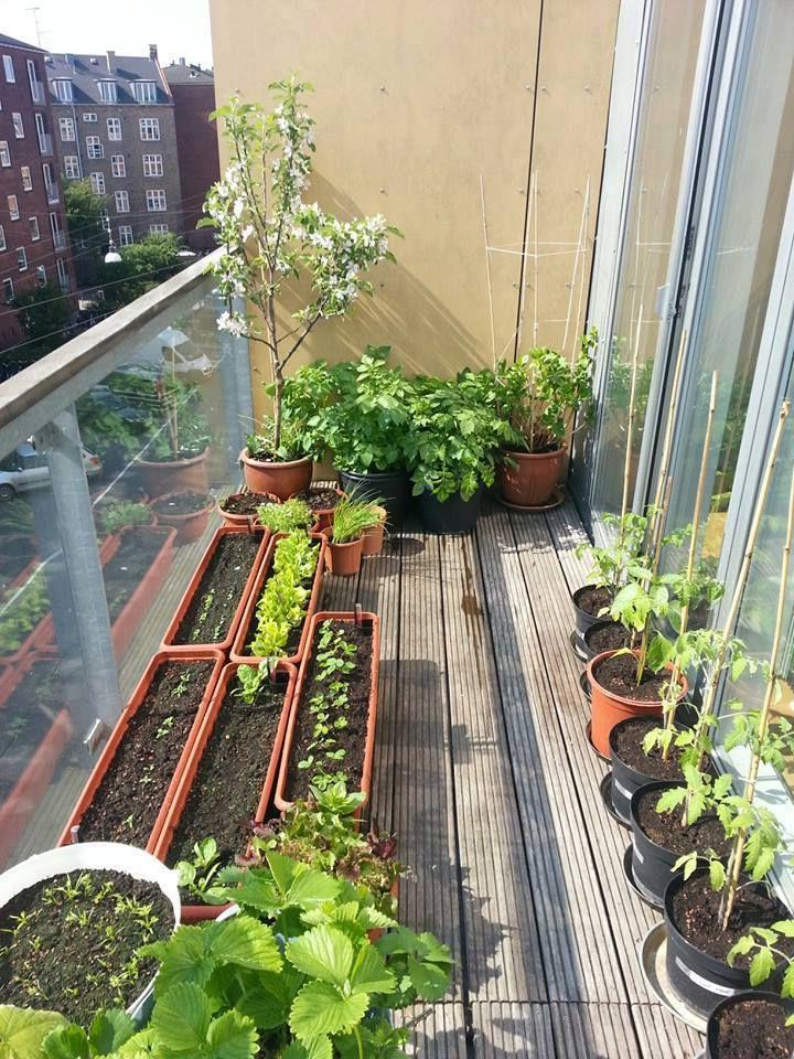 container balcony gardening