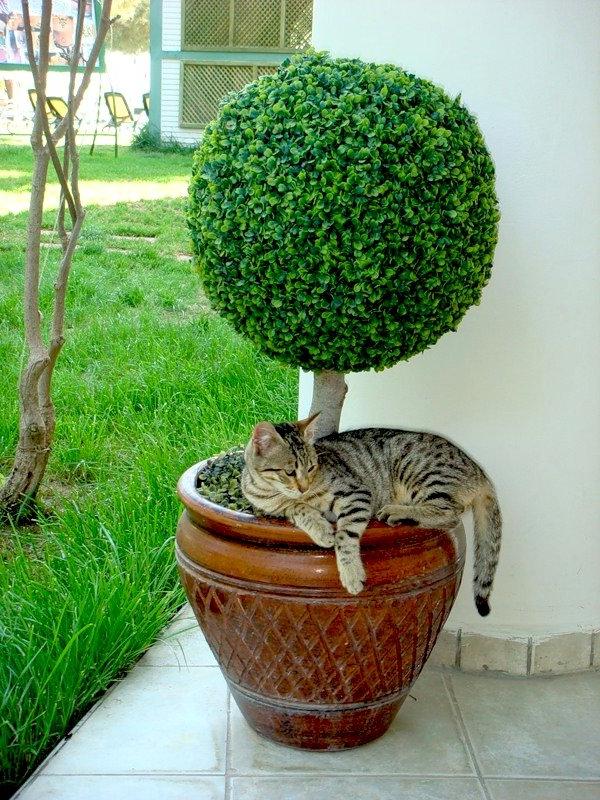 flower pot stand