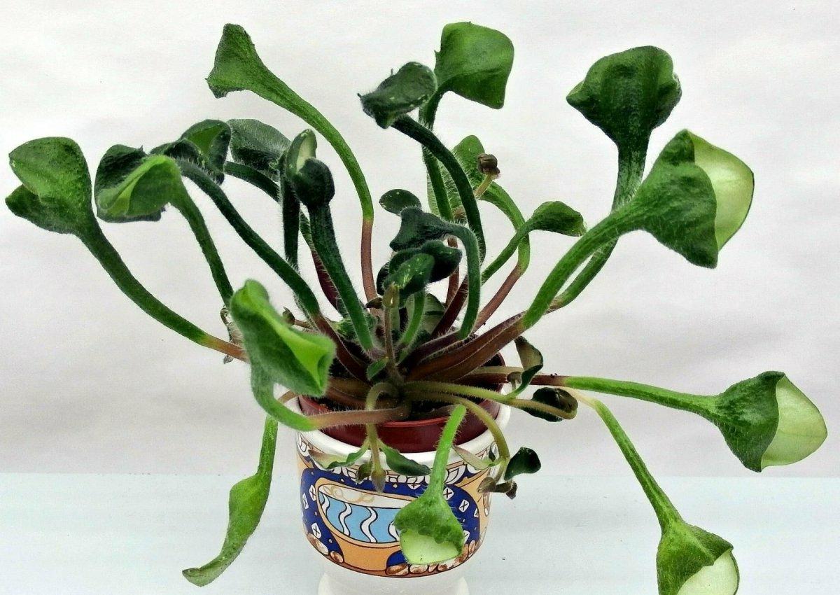 indoor plant stands