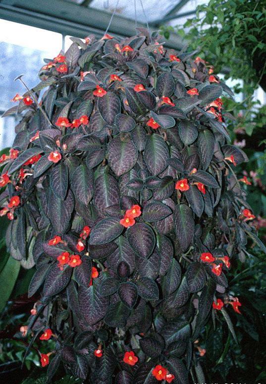 Great combination of thick dark leaves and bright red buds