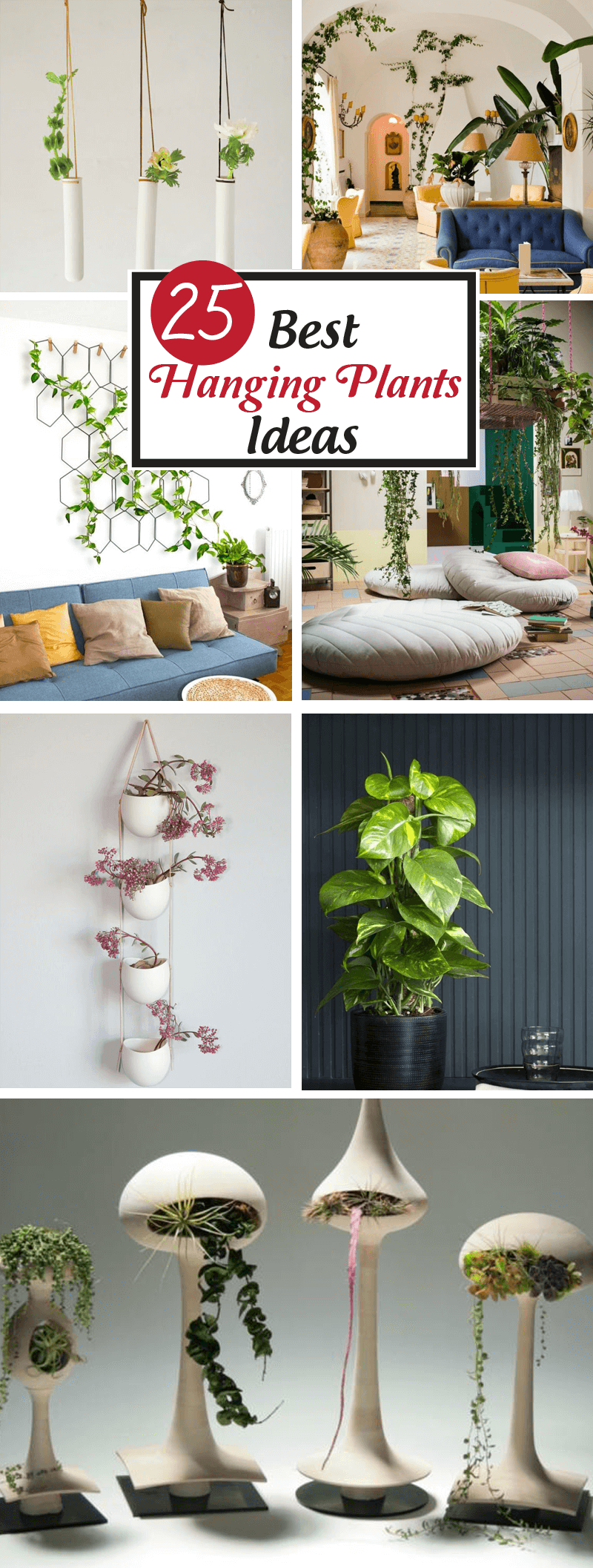 Hanging Plants Ideas