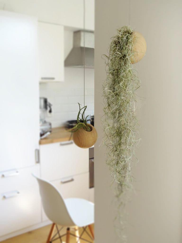 Tillandsia in the original hanging pot