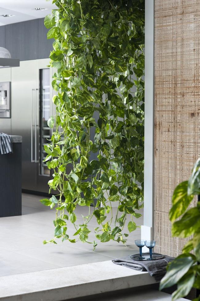 office hanging plants ideas