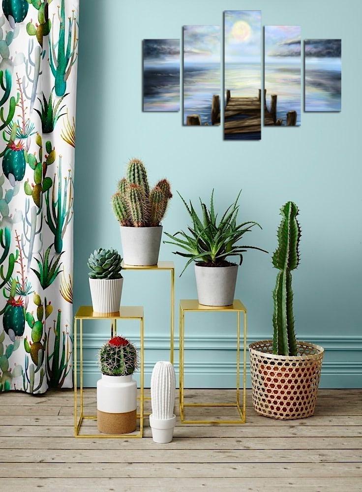 original composition of various types of home cactus