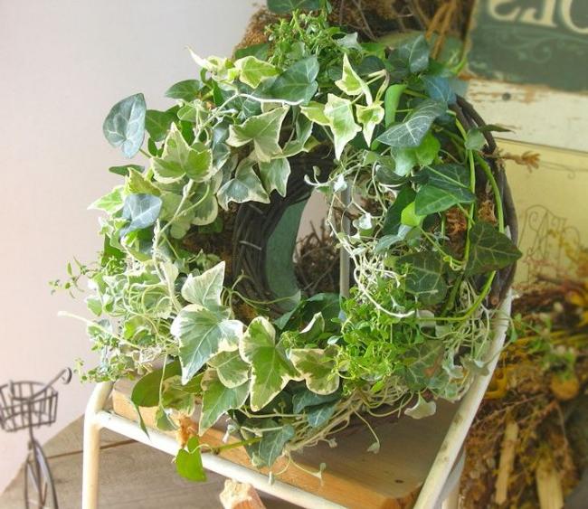 outdoor hanging plants ideas