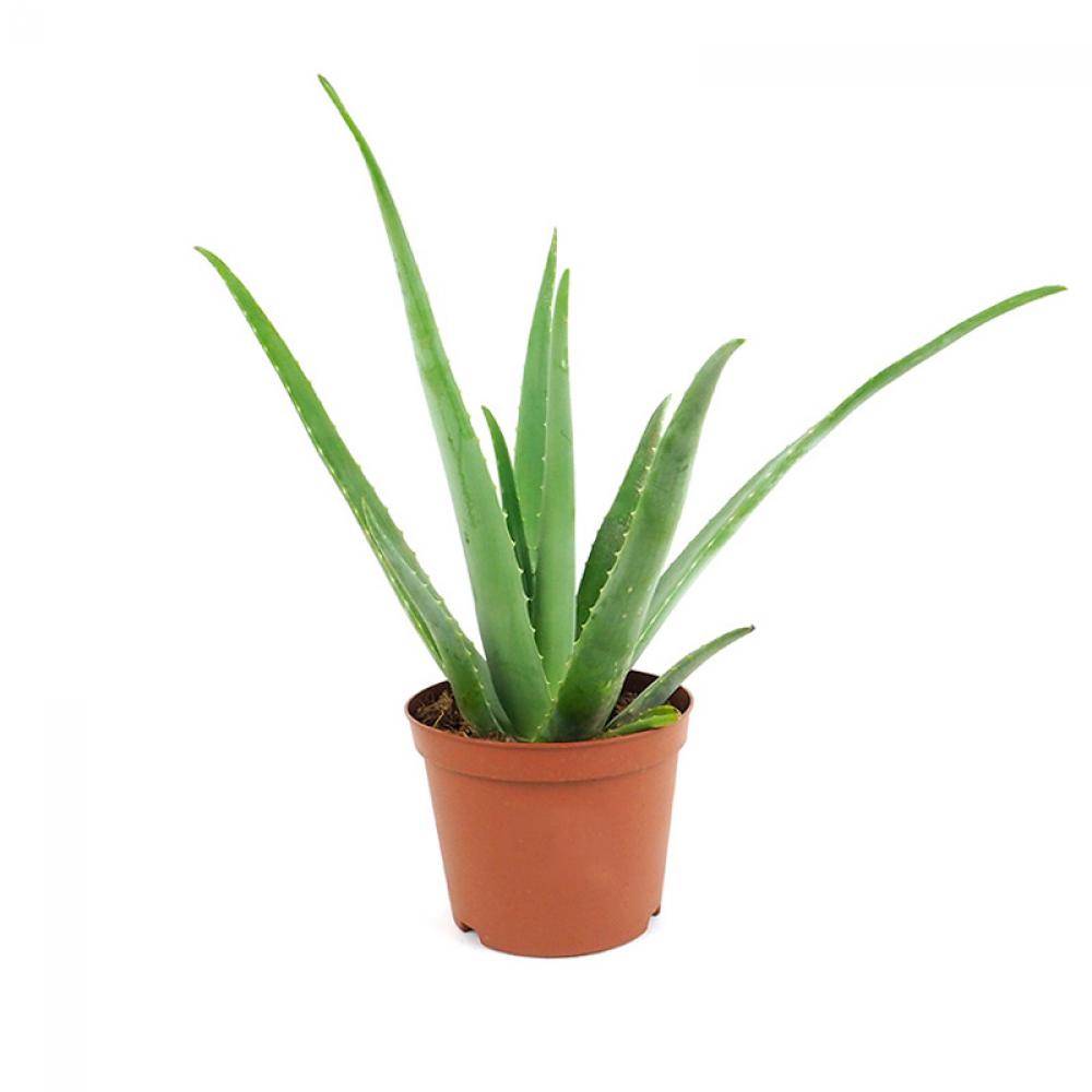 ALOE VERA HEALING PROPERTIES