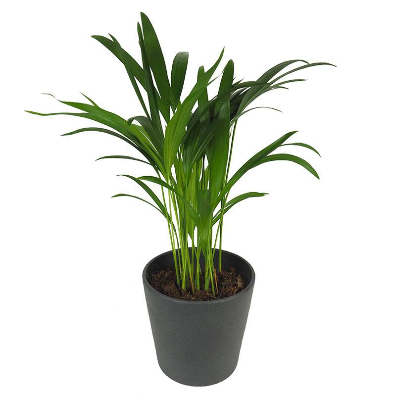 ARECA A NATURAL AIR CLEANER