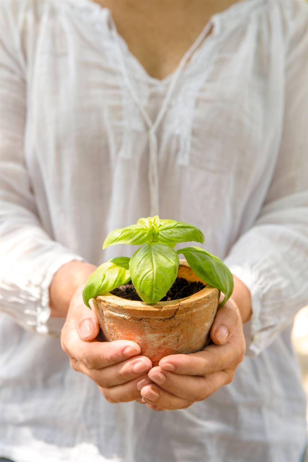 BASIL AGAINST MOSQUITOES