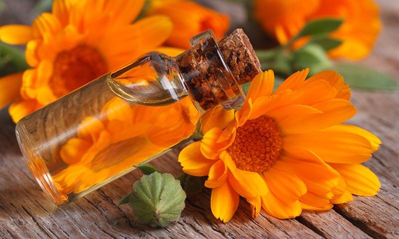 Calendula ( Calendula officinalis )