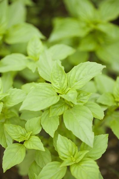 Cinnamon-Basil