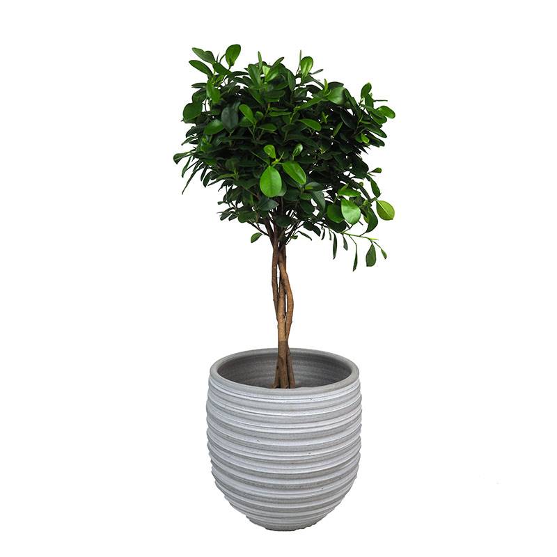 FICUS A SMALL TREE THAT IS EASY TO MAINTAIN