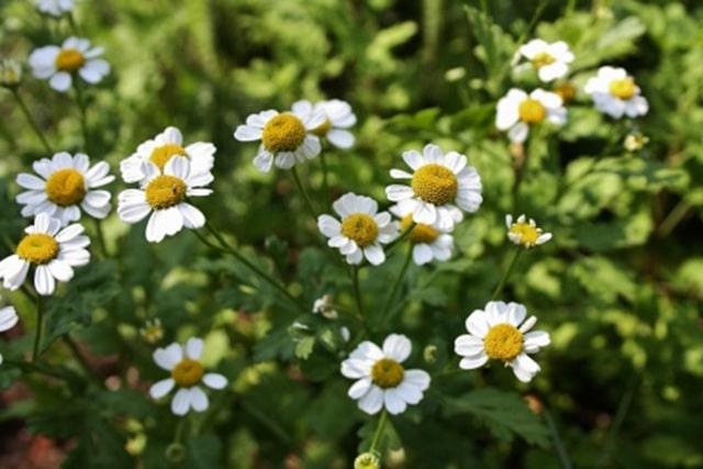 Feverfew