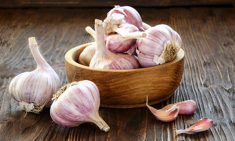 Garlic ( Allium sativum )