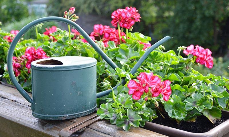 Geranium ( Pelargonium graveolens)