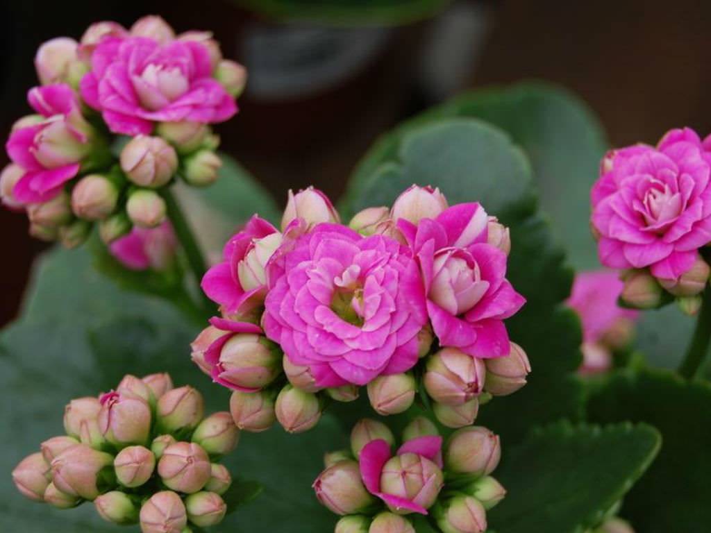 KALANCHOE CALANDIVA ABUNDANT AND COMPACT FLOWERING