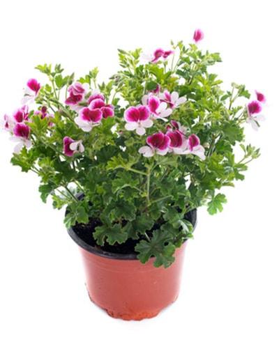 Lemon-scented-geranium