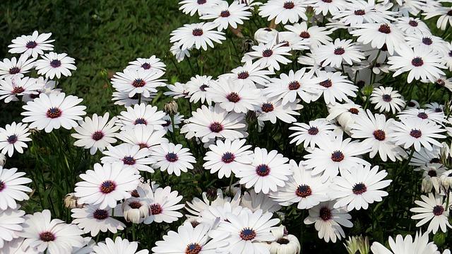 Pyrethrum