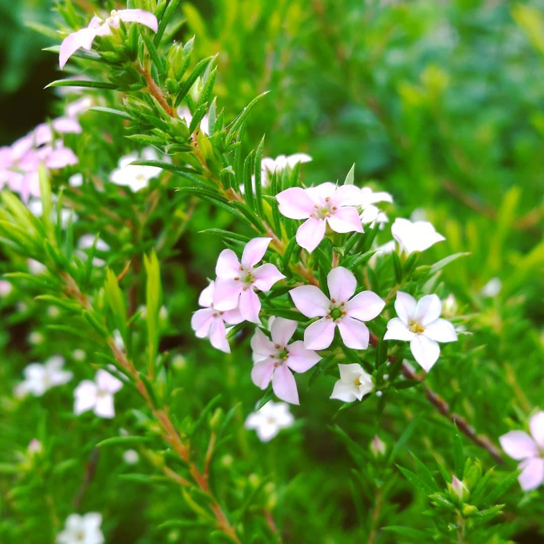 ROSEMARY TO RAISE YOUR SPIRITS