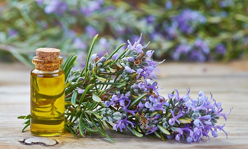 Rosemary ( Rosmarinus officinalis )