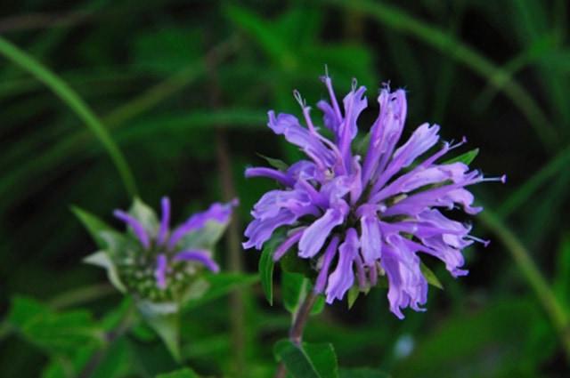 bee-balm