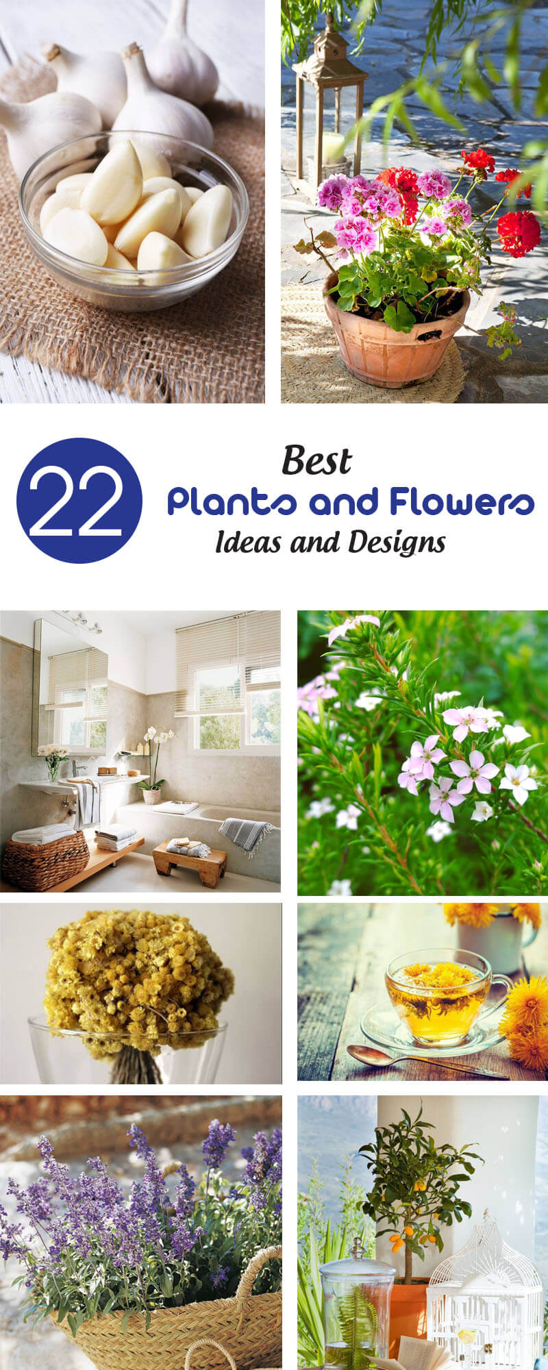 best plants and flowers ideas