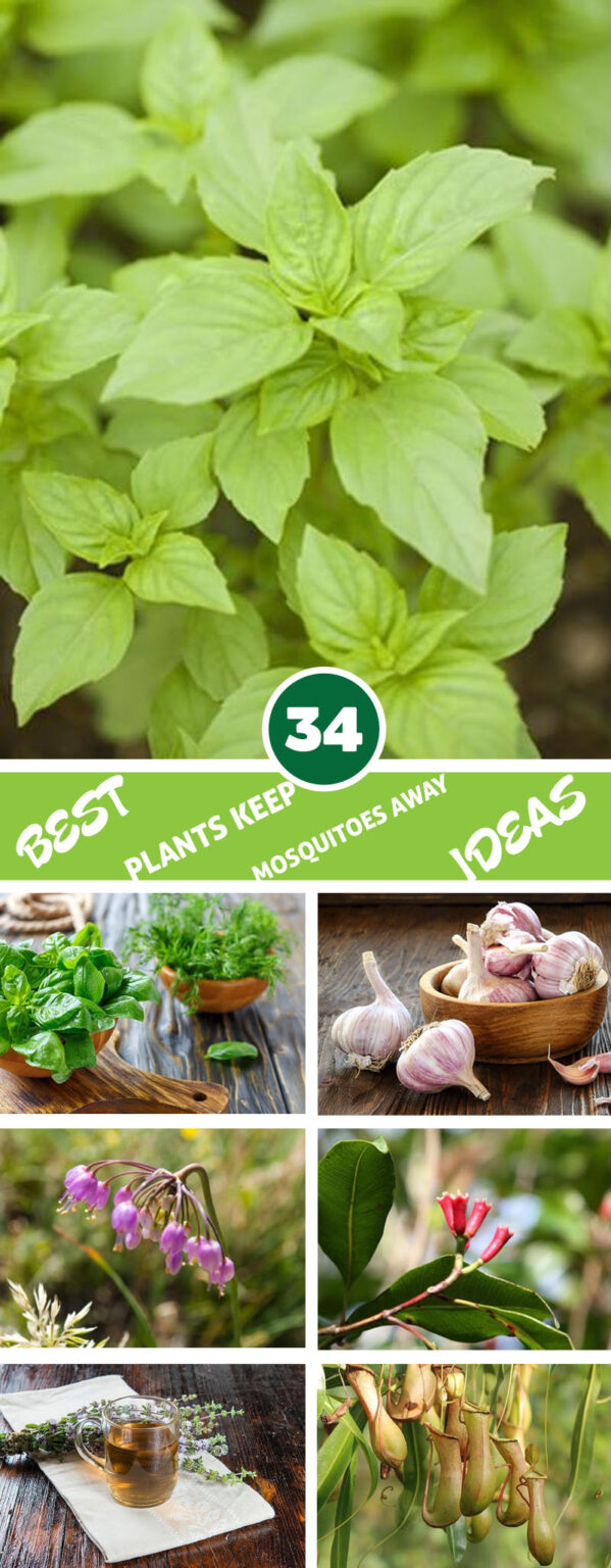 34 Plants That Repel Mosquitoes To Replace Insecticides InteriorSherpa