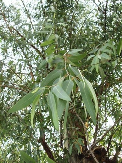 eucalyptus