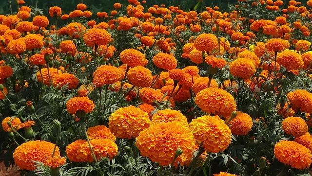 marigold