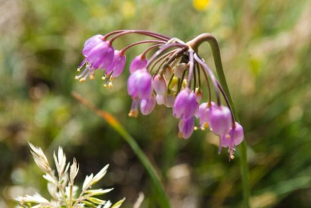 nodding-onion