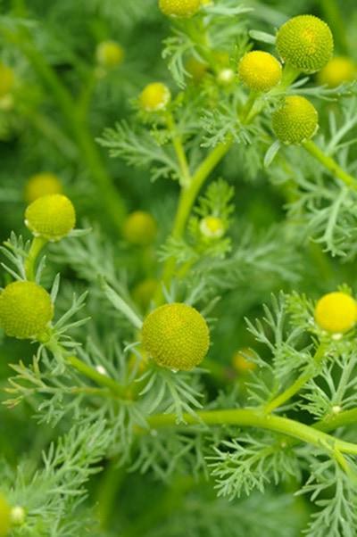 pineapple-weed